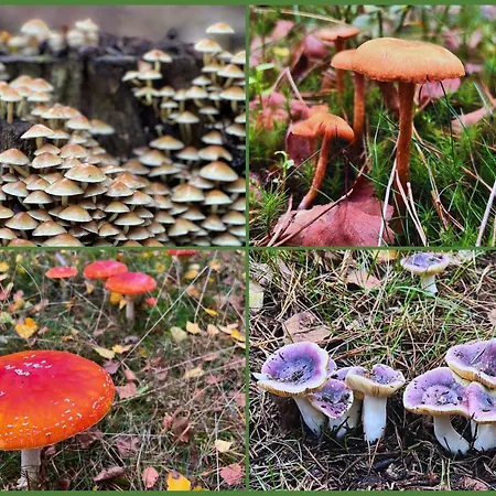 Onder De Paddn Apartment Wapenveld