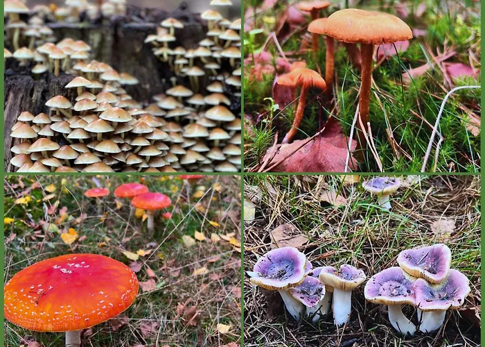 Onder De Paddn Apartment Wapenveld